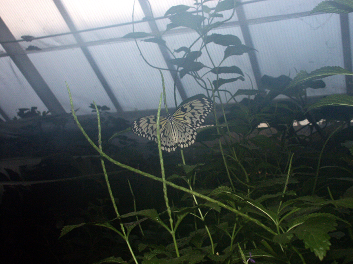 2004-11 ferme papilons 011.jpg - DCF 1.0